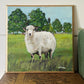 Single Sheep